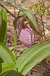 Pink lady's slipper <BR>Moccasin flower